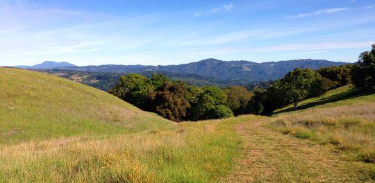 Grassy hillside with trees and mountains in distance